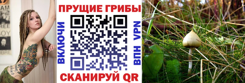 Псилоцибиновые грибы прущие грибы Тара